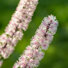 Black Cohosh Benefits for Women's Health