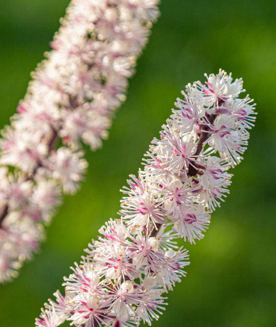 Black Cohosh Benefits for Women's Health