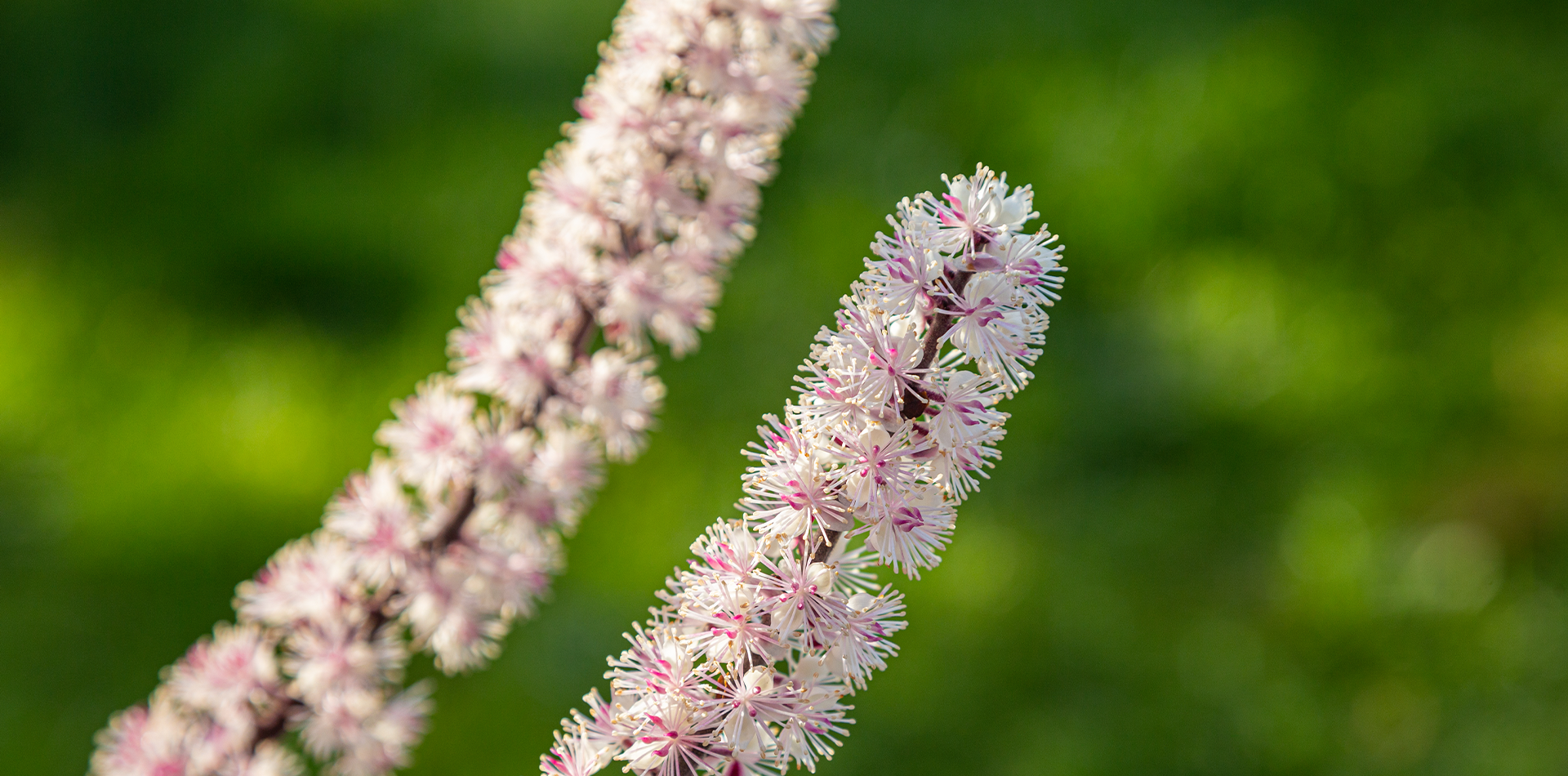 Black Cohosh Benefits for Menopausal Female